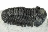 Bargain, Morocops Trilobite - Ofaten, Morocco #287376-1